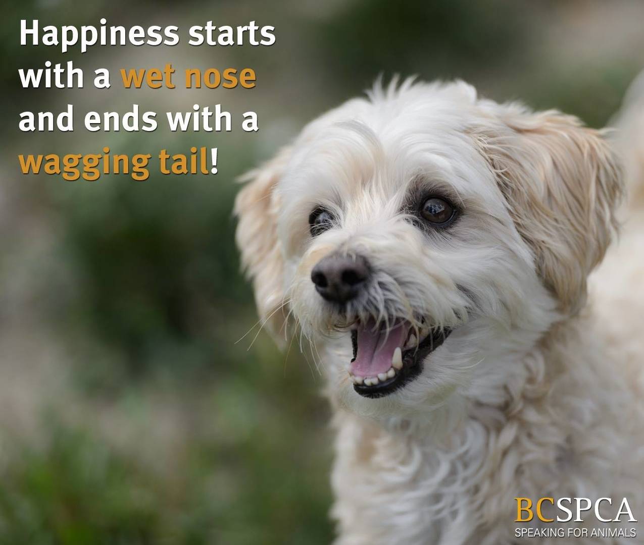 BC SPCA