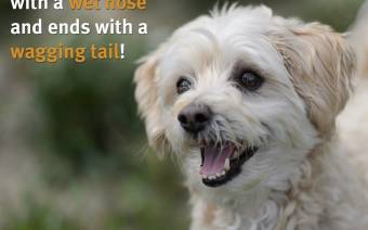 BC SPCA
