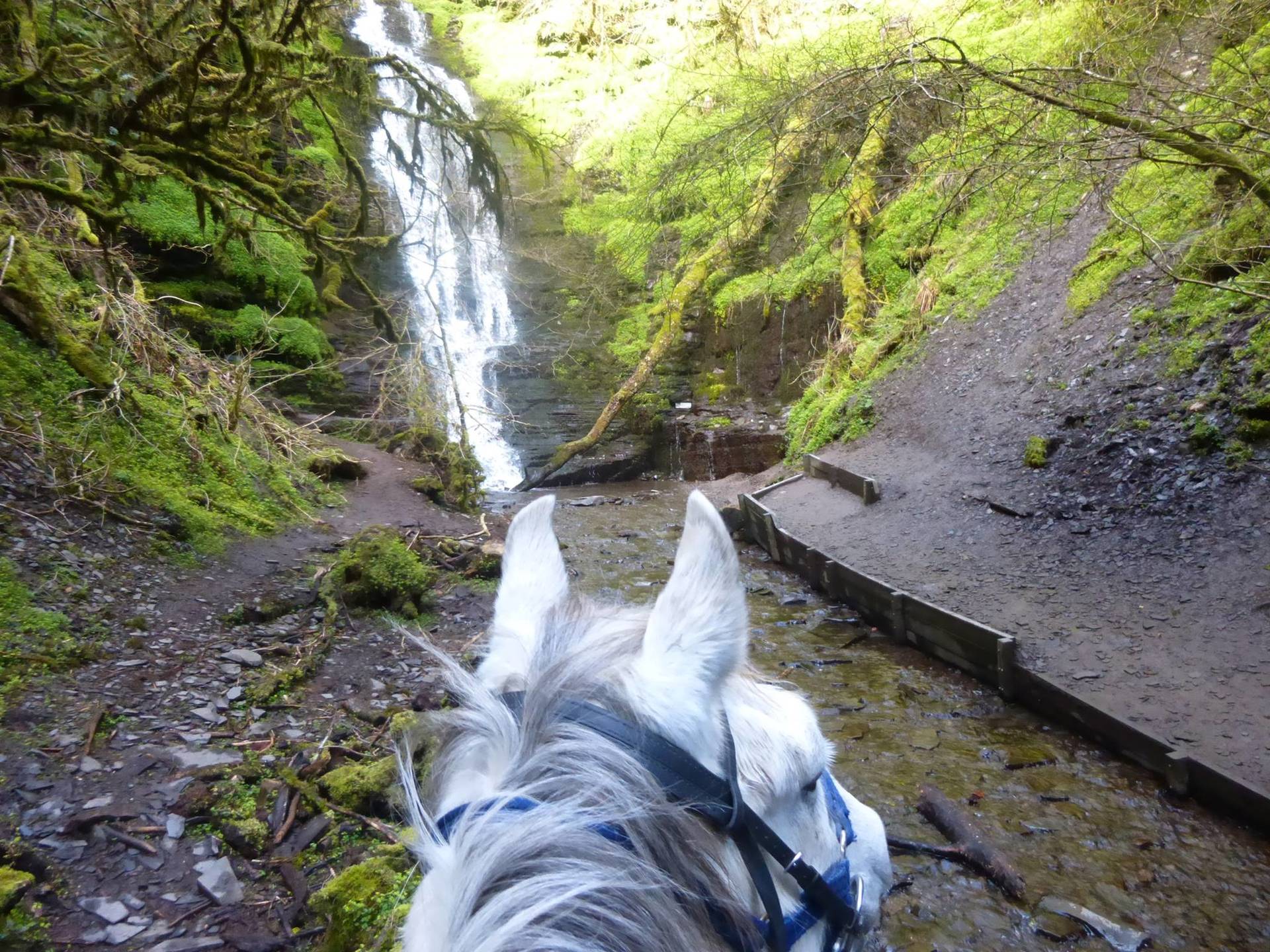 Freerein Riding Holidays