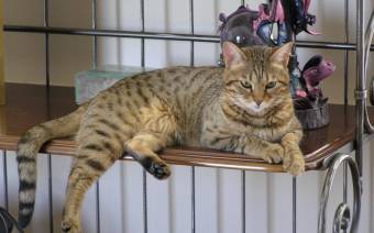 Great Lakes Bengal Rescue