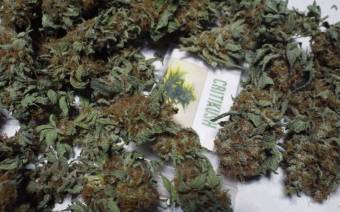 Ketama Seeds