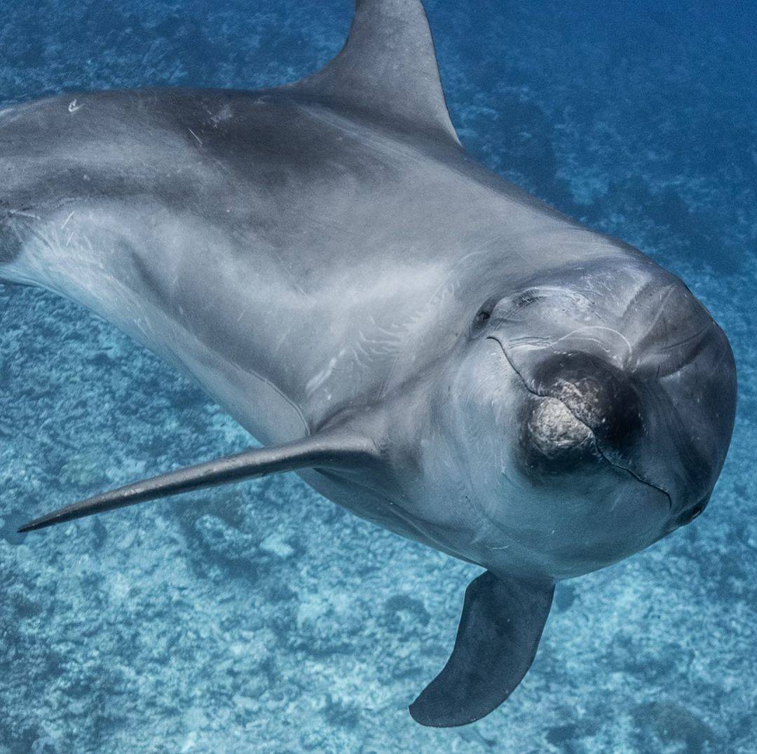 Dolphin Project