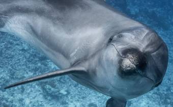 Dolphin Project