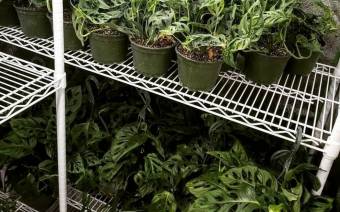 Plant Daddy Co.