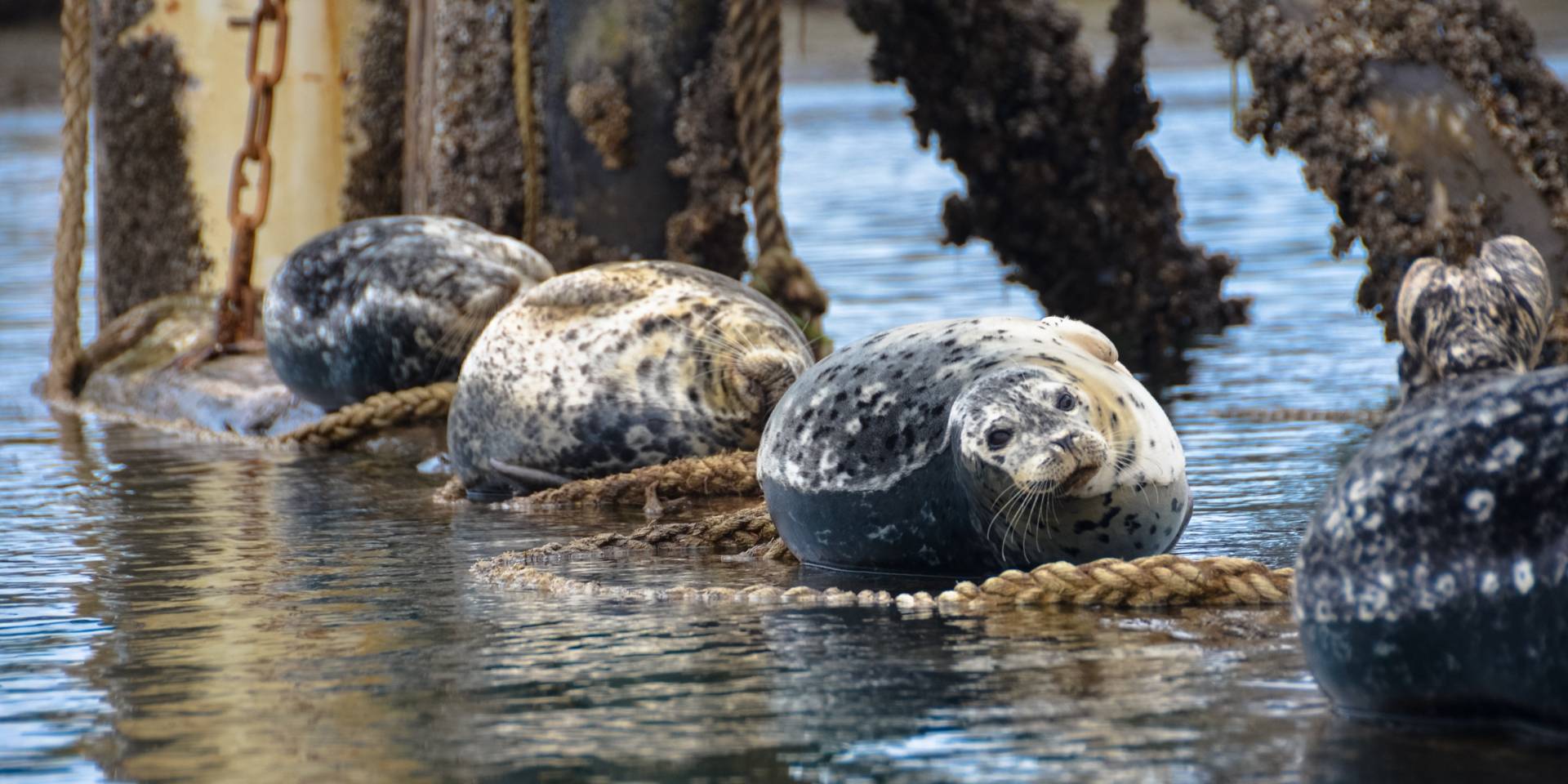 Victoria Kayak Tours & Rentals