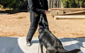 Happy Dog Training