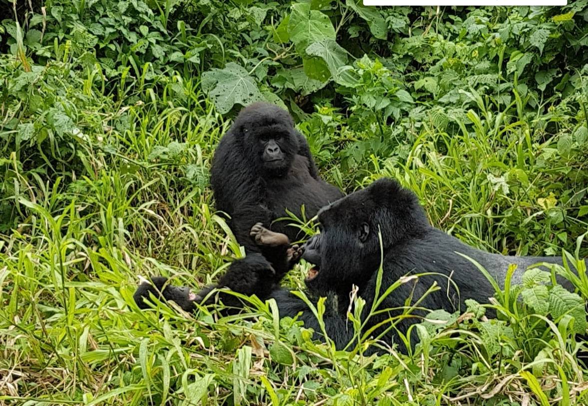 Virunga National Park