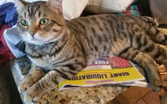 Great Lakes Bengal Rescue
