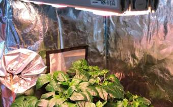Grow Guru
