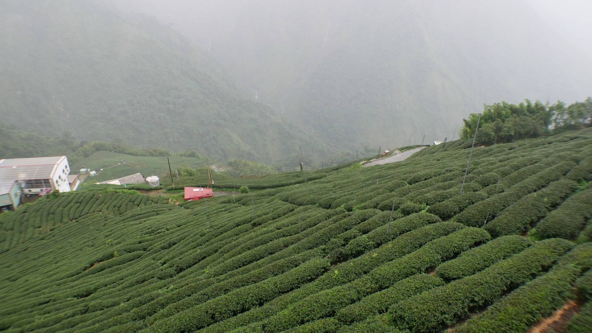 Beautiful Taiwan Tea Company