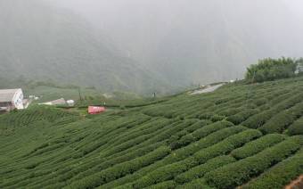 Beautiful Taiwan Tea Company