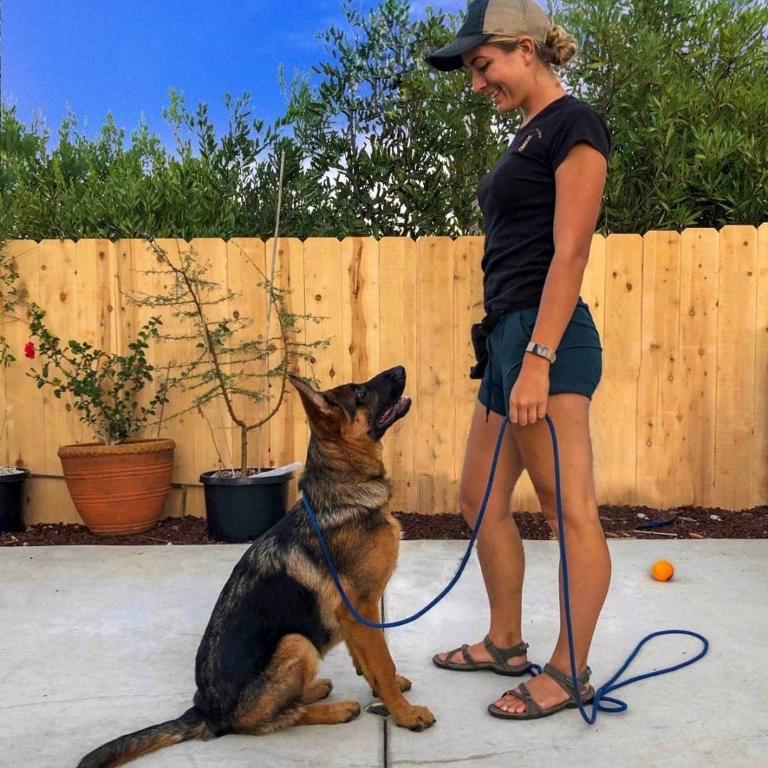 Happy Dog Training