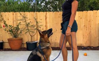 Happy Dog Training