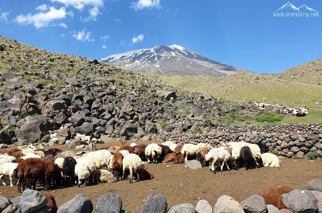 Ararat Trip