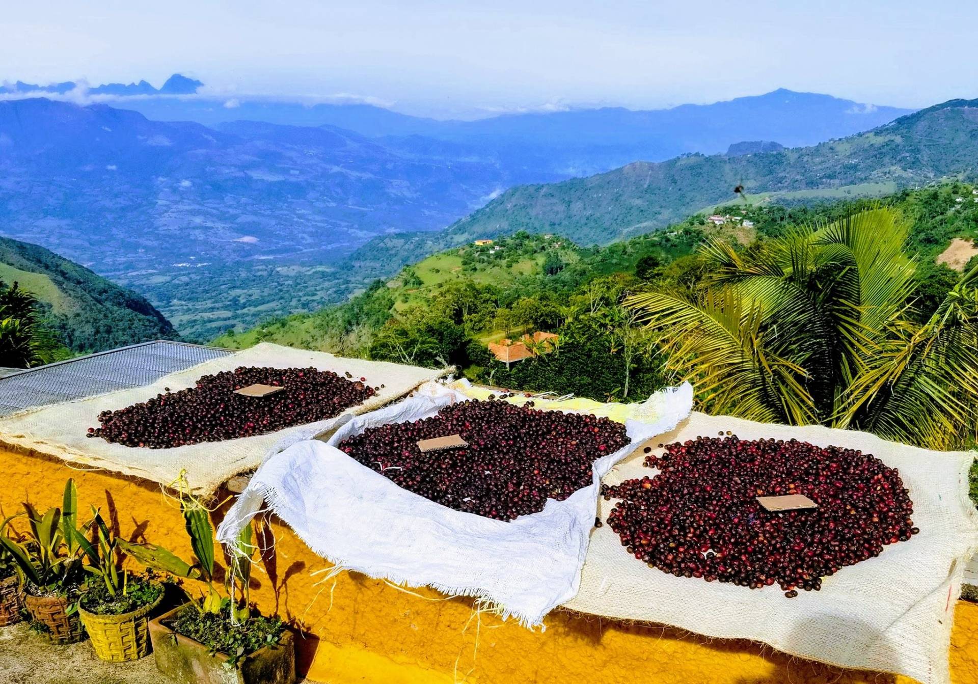 Finca Naya