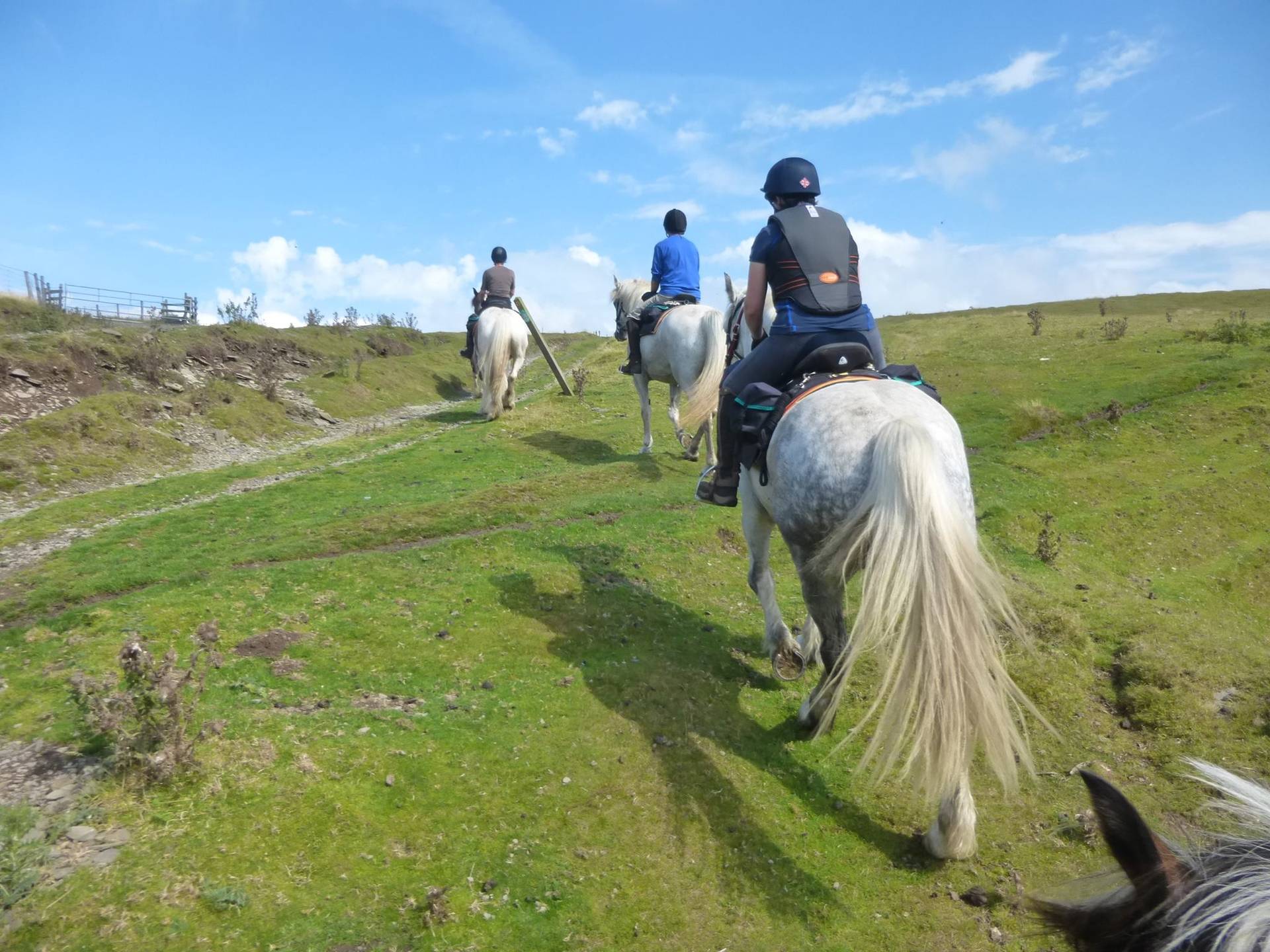 Freerein Riding Holidays