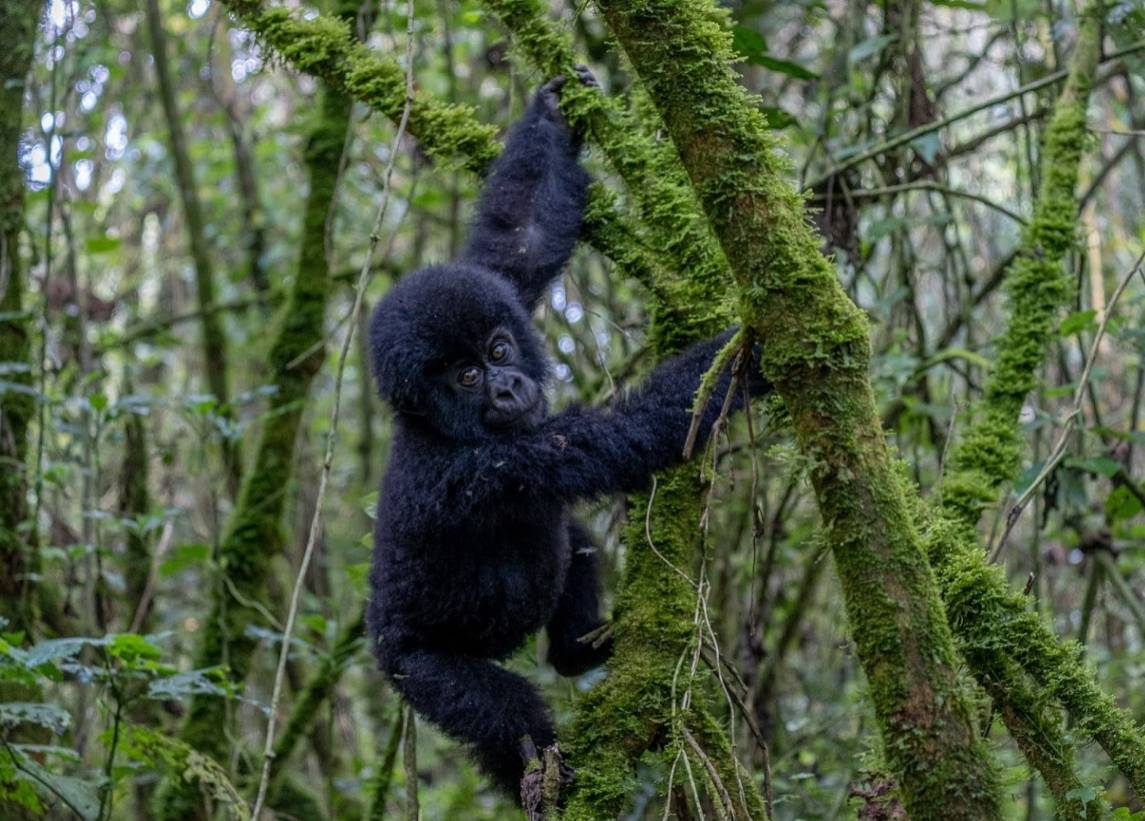 Virunga National Park