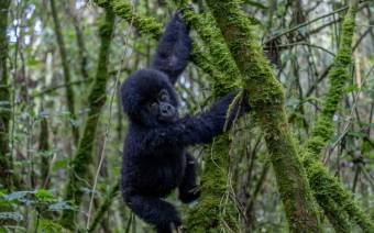 Virunga National Park